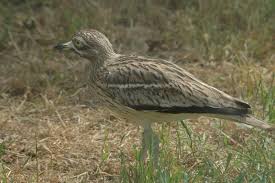 Image result for Burhinus oedicnemus