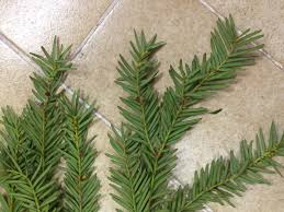 Attēlu rezultāti vaicājumam “Taxus baccata bud”