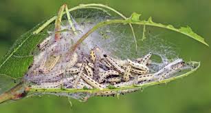 Attēlu rezultāti vaicājumam “Yponomeuta evonymella larva”