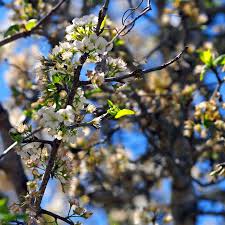 Attēlu rezultāti vaicājumam “Prunus (plum-tree) flower”