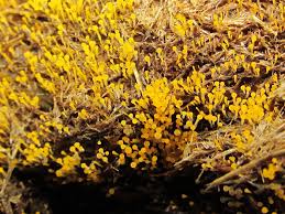 Attēlu rezultāti vaicājumam “Pilobolus crystallinus”