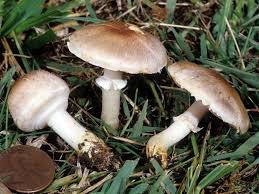 Attēlu rezultāti vaicājumam “Agaricus”