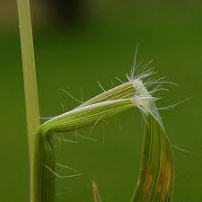 Attēlu rezultāti vaicājumam “Danthonia decumbens bud”