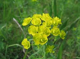 Image result for Wolfsmilch