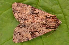 Attēlu rezultāti vaicājumam “Apamea epomidion”