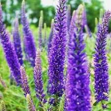 Attēlu rezultāti vaicājumam “Veronica spicata leaf”