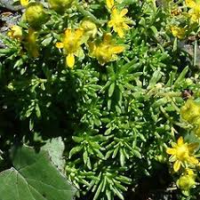 Attēlu rezultāti vaicājumam “Saxifraga cymbalaria”