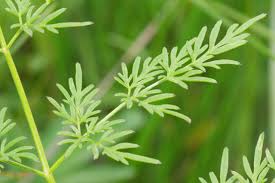 Attēlu rezultāti vaicājumam “Peucedanum palustre leaf”