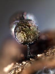 Attēlu rezultāti vaicājumam “Lamproderma pseudomaculatum”