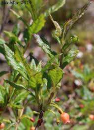 Attēlu rezultāti vaicājumam “Menziesia ferruginea”