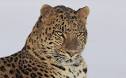 World Wildlife Fund | Adopt an Amur Leopard - WWF Gift Center