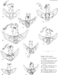 Attēlu rezultāti vaicājumam “Semioscopis avellanella imago”