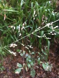 Attēlu rezultāti vaicājumam “Milium effusum flower”
