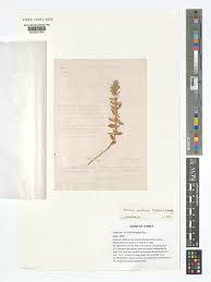 Attēlu rezultāti vaicājumam “Acinos arvensis leaf”