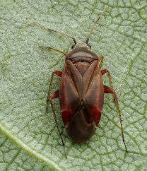 Attēlu rezultāti vaicājumam “Psallus sp. imago”