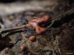 Attēlu rezultāti vaicājumam “Willkommlangea reticulata”