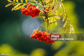 Attēlu rezultāti vaicājumam “Sorbus aucuparia fruit”