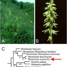 Attēlu rezultāti vaicājumam “Herminium monorchis flower”