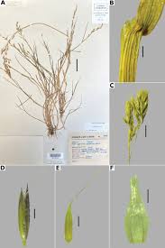 Attēlu rezultāti vaicājumam “Agrostis canina leaf”