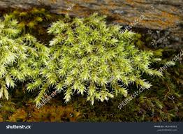 Attēlu rezultāti vaicājumam “Racomitrium canescens”