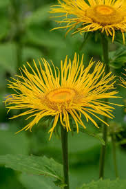 Attēlu rezultāti vaicājumam “Telekia speciosa leaf”