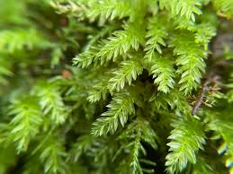 Attēlu rezultāti vaicājumam “Mnium hornum sporophyte”