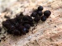 Attēlu rezultāti vaicājumam “Enerthenema papillatum”