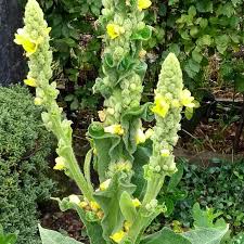 Image result for Königskerzen