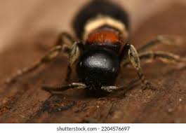 Attēlu rezultāti vaicājumam “Mutilla europaea”