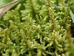 Attēlu rezultāti vaicājumam “Palustriella decipiens”