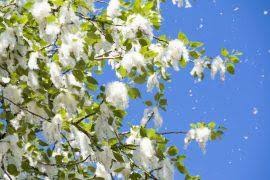 Attēlu rezultāti vaicājumam “Blysmus compressus fruit”