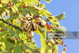 Attēlu rezultāti vaicājumam “Ulmus laevis fruit”