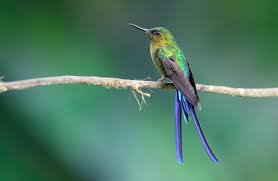 Attēlu rezultāti vaicājumam “Lycogala asperum sessile”