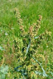 Attēlu rezultāti vaicājumam “Rumex confertus”