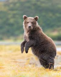 Image result for brown bear