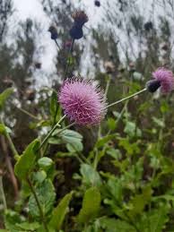 Attēlu rezultāti vaicājumam “Cirsium x rigens”