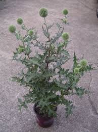 Attēlu rezultāti vaicājumam “Echinops sphaerocephalus leaf”