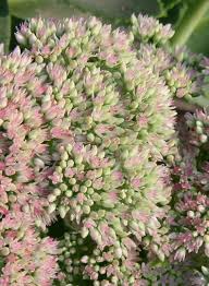 Attēlu rezultāti vaicājumam “Hylotelephium telephium bud”