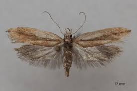 Attēlu rezultāti vaicājumam “Ypsolopha parenthesella”