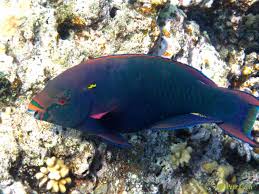 Image result for Scarus niger