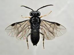 Attēlu rezultāti vaicājumam “Caliroa annulipes larva”