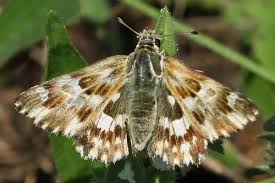 Attēlu rezultāti vaicājumam “Carcharodus floccifera underside”