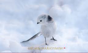 Attēlu rezultāti vaicājumam “Aegithalos caudatus adult”