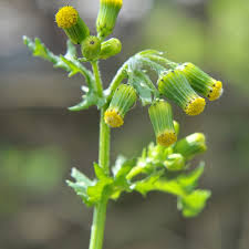 Attēlu rezultāti vaicājumam “Senecio vulgaris flower”