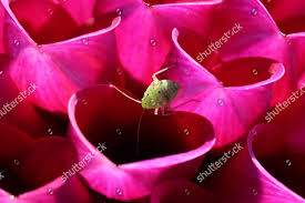 Attēlu rezultāti vaicājumam “Lygus nymph nymph”