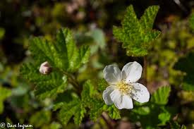 Attēlu rezultāti vaicājumam “Rubus chamaemorus flower”