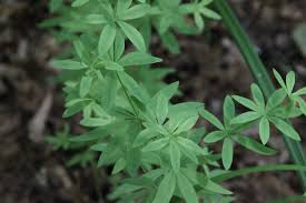 Attēlu rezultāti vaicājumam “Galium schultesii flower”