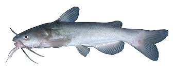 Image result for Ameiurus catus