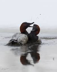 Image result for Aythya valisineria