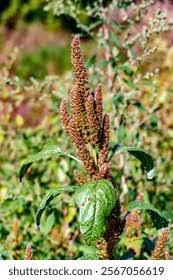 Attēlu rezultāti vaicājumam “Amaranthus retroflexus flower”